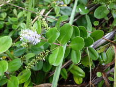 Veronica obtusata