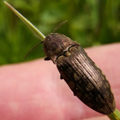 Actenicerus siaelandicus
