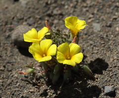 Oxalis compacta