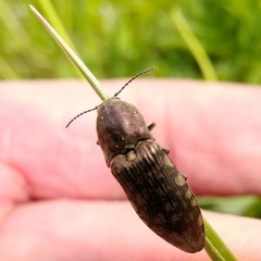 Actenicerus siaelandicus