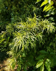 Podocarpus salignus