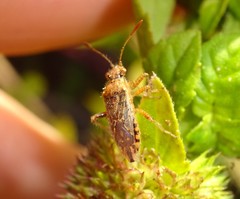 Rhopalus parumpunctatus