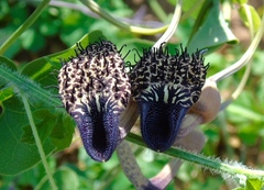 Aristolochia taliscana