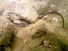 Syngnathus taenionotus