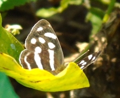 Dynamine postverta mexicana