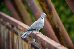 Streptopelia decaocto