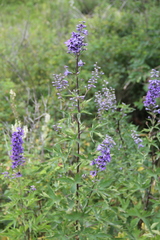 Delphinium flexuosum