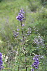 Delphinium flexuosum