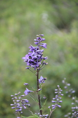 Delphinium flexuosum