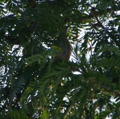 Toxostoma curvirostre