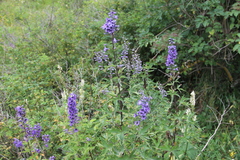 Delphinium flexuosum