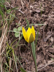 Tulipa dasystemon