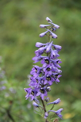 Delphinium flexuosum