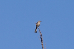 Toxostoma curvirostre