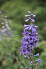 Delphinium flexuosum