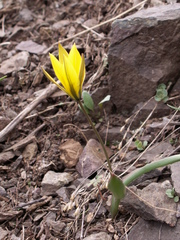 Tulipa dasystemon