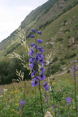 Delphinium flexuosum