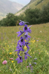 Delphinium flexuosum