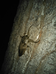 Lethocerus