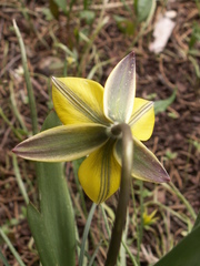 Tulipa dasystemon