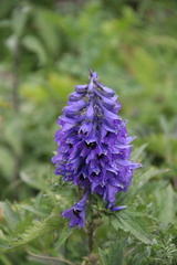Delphinium flexuosum