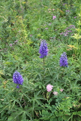 Delphinium flexuosum
