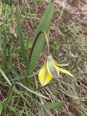 Tulipa dasystemon