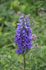Delphinium flexuosum