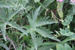 Delphinium flexuosum
