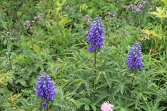 Delphinium flexuosum