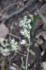 Delphinium macropogon