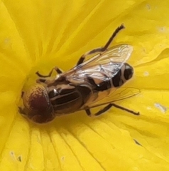 Eristalinus megacephalus