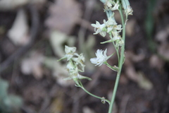 Delphinium macropogon