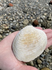 Retrotapes exalbidus