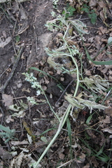 Delphinium macropogon