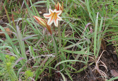 Cyrtanthus loddigesianus