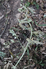 Delphinium macropogon