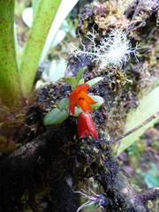 Fernandezia