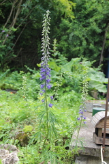Delphinium schmalhausenii