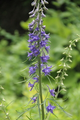 Delphinium schmalhausenii