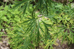 Delphinium schmalhausenii