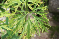Delphinium schmalhausenii