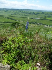 Delphinium schmalhausenii