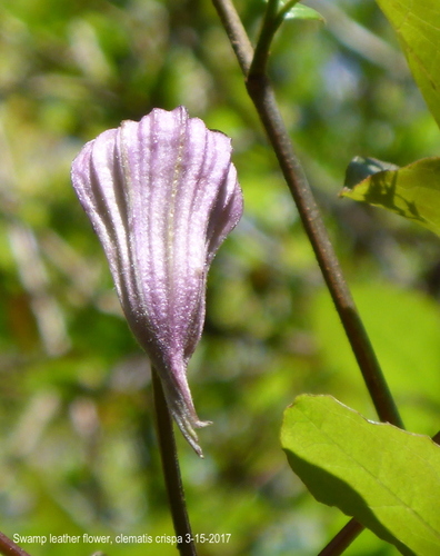 Clematis image