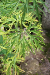 Delphinium schmalhausenii