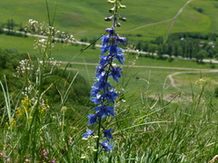 Delphinium schmalhausenii