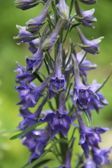 Delphinium schmalhausenii