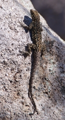Urosaurus ornatus schottii