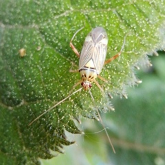 Rhabdomiris striatellus