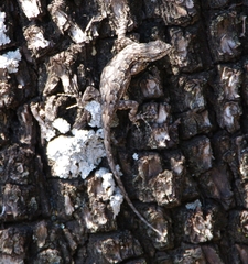 Urosaurus ornatus schottii